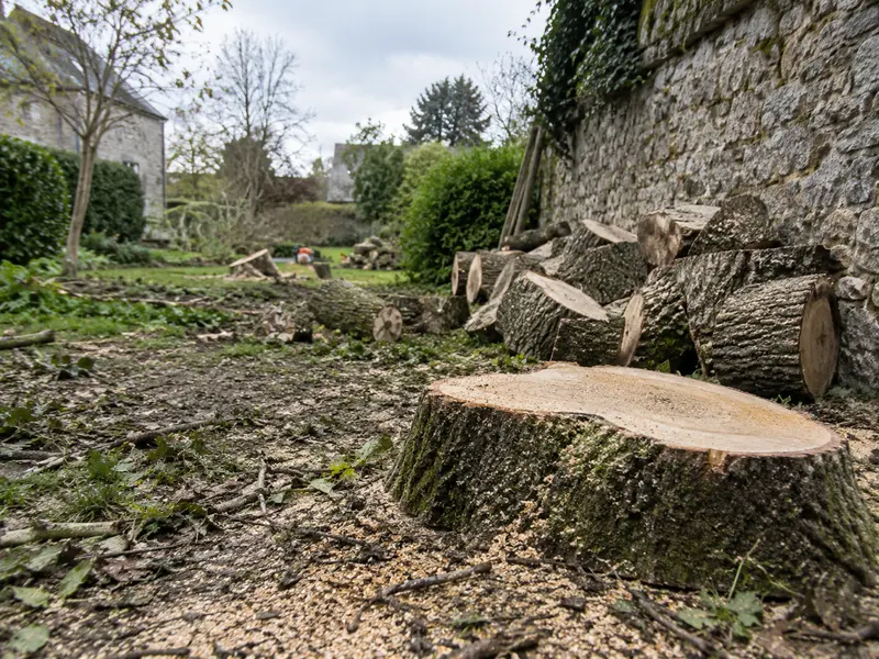 Tronc abattu débité en tronçons sur la pelouse d'un jardin