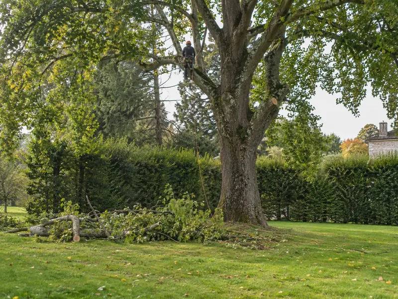 Élagueur au harnais dans un feuillu, branches coupées au sol