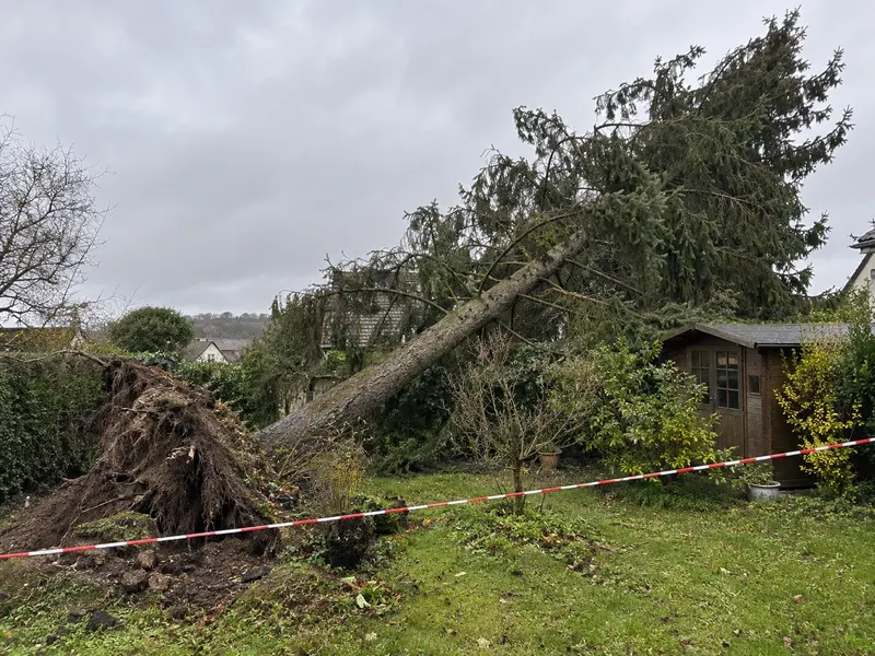 Arbre penché et fendu après une tempête, au-dessus d'un jardin